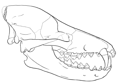 Sinonyx