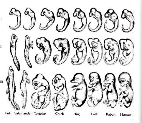 Haeckel's embryos
