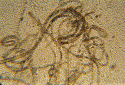 Enlarge Image